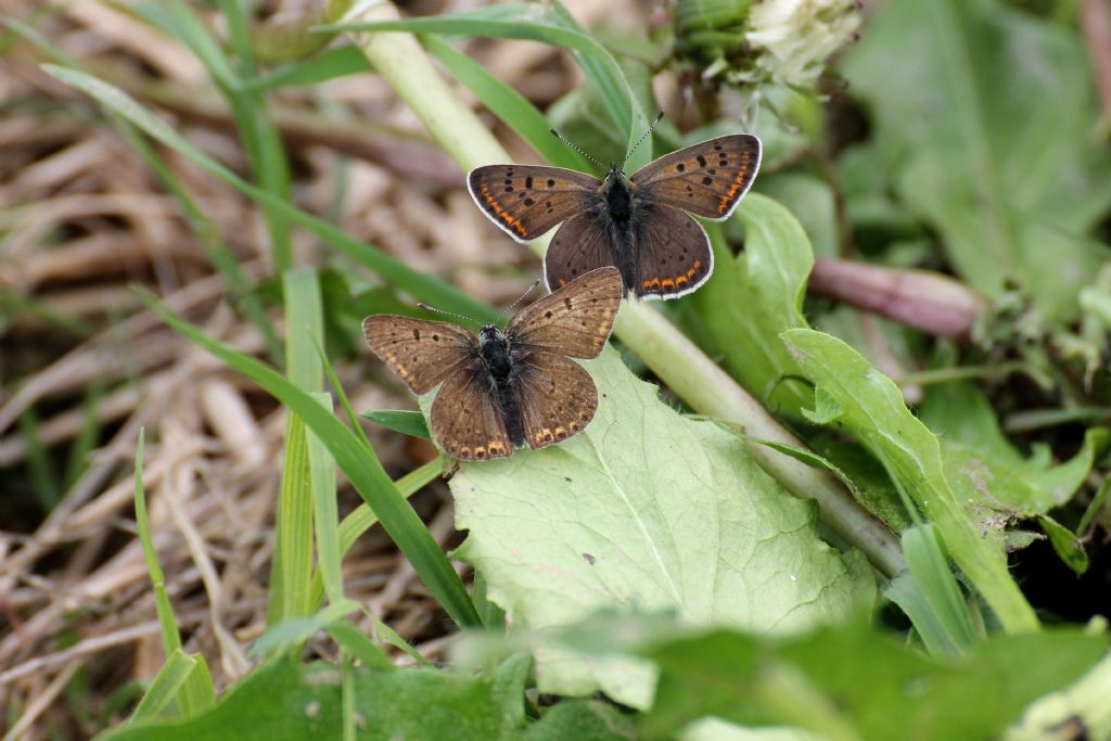 Lycaena tityrus maschio